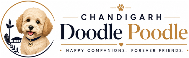 Chandigarh Doodle Poodle
